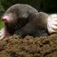 Mole