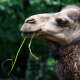 Camels
