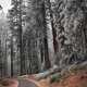Pine Trees