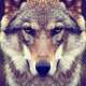 Wolves