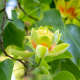 Tulip Tree