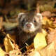 Ferrets
