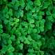 Irish Shamrock