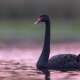 Black Swans