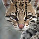 Ocelots