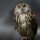 Owls