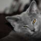 Chartreux Cat