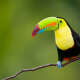 Toucans