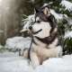 Alaskan Malamutes