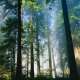 Cedar Trees