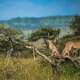 Serengeti National Park