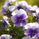Violets