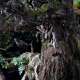 Ents (The Lord of the Rings)