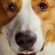 A Dog's Journey