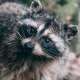Raccoons