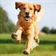 Golden Retrievers
