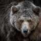 Grizzly Bears