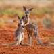 Kangaroos