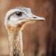 Ostrich