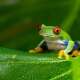 Red Eyed Tree Frog