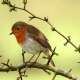Robin (Bird)