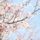 Cherry Trees