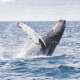 Blue Whales