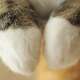 Maru (Cat)