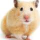 Hamsters