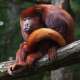 Howler Monkey