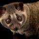 Asian Palm Civet