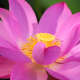 Lotus (Flower)