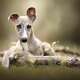 Whippets