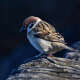 Sparrow (Bird)