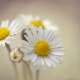 Daisies