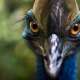 Cassowary
