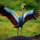 Crane (Bird)