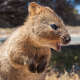 Quokka