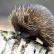 Echidna