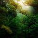 Amazon Rain Forest