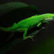 Geckos
