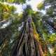 Redwood National Park