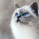 Balinese Cats