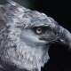Harpy Eagle