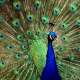 Peacocks