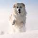 Great Pyrenees