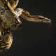 Boa Constrictor