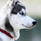 Siberian Huskies
