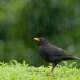 Common Blackbird