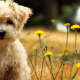 Puppies